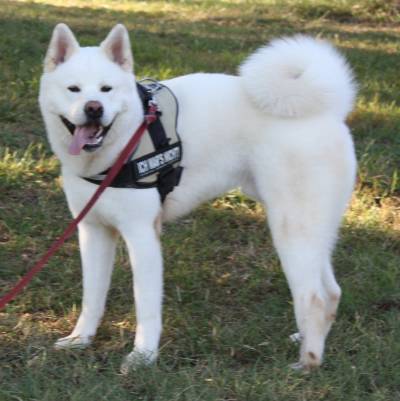 Kuma