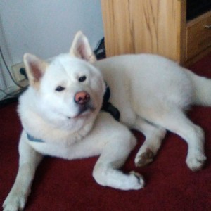 IMG-20150729-WA0000