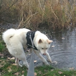 IMG-20151230-WA0001