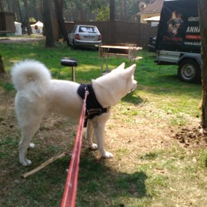 IMG 20150815 132139