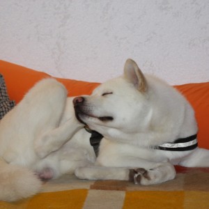 IMG 5561