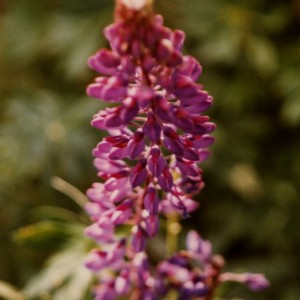 Image026