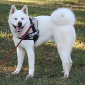 kuma2-2015-07a